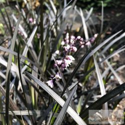   Ophiopogon planiscapus 'Niger' - feketelombú kígyószakáll