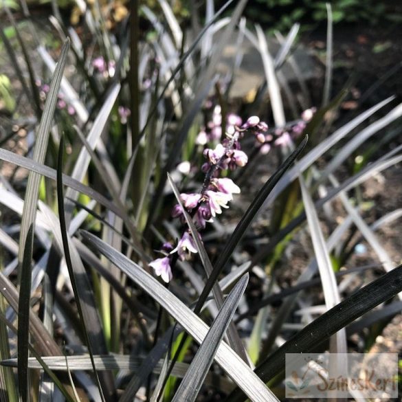 Ophiopogon planiscapus 'Niger' - feketelombú kígyószakáll