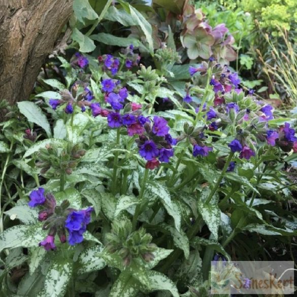 Pulmonaria longifolia 