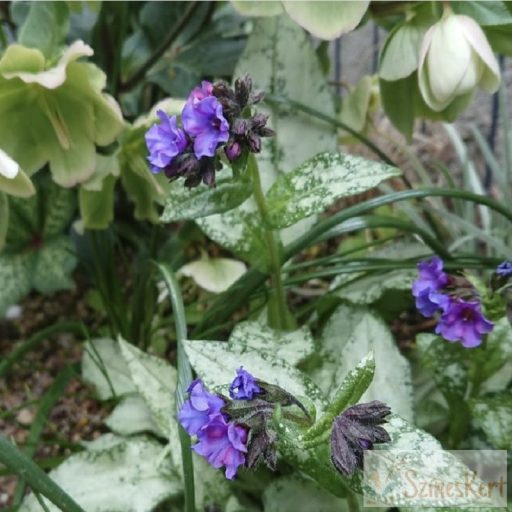 Pulmonaria longifolia 