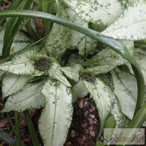 Pulmonaria longifolia 
