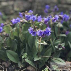 Pulmonaria 'Blue Ensign' - tüdőfű