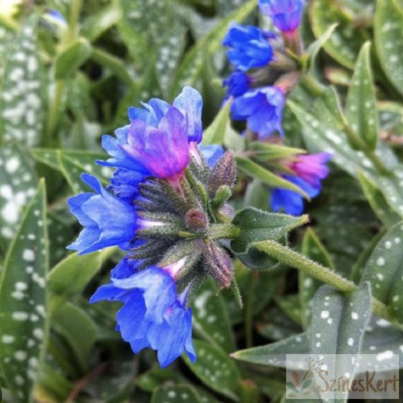 Pulmonaria longifolia 'E. B. Anderson' - tüdőfű