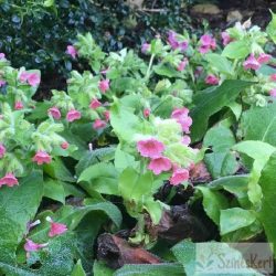 Pulmonaria rubra 'Red Start' - vörös tüdőfű