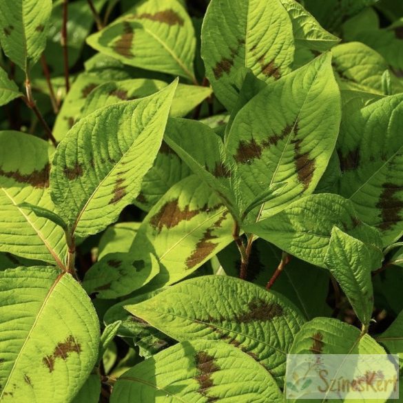 Persicaria filiformis - keserűfű