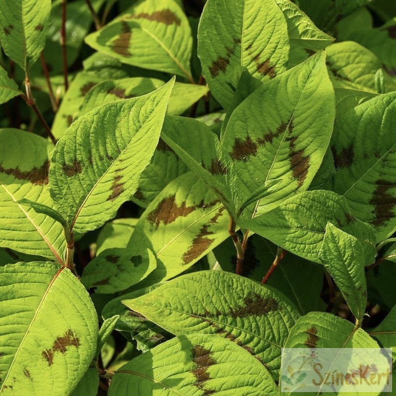 Persicaria filiformis - keserűfű - szineskert.com