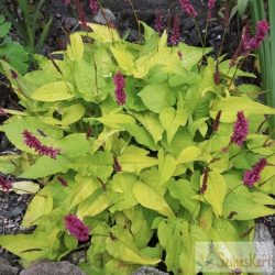   Persicaria 'Golden Arrow' - szárölelő keserűfű