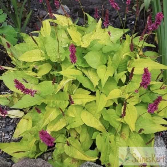 Persicaria 'Golden Arrow' - szárölelő keserűfű