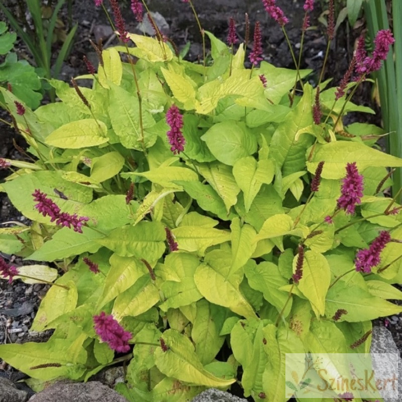 Persicaria 'Golden Arrow' - szárölelő keserűfű - s