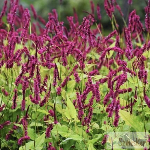Persicaria 'Golden Arrow' - szárölelő keserűfű