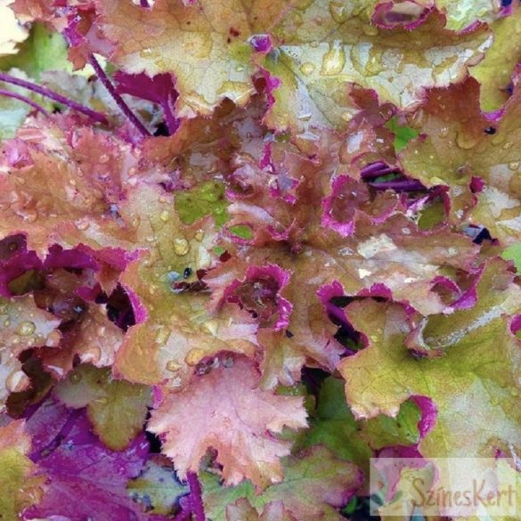 Heuchera 'Zipper' - tűzeső