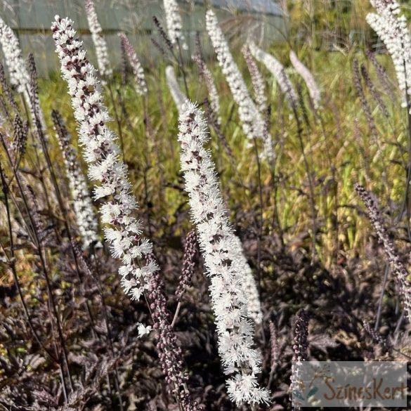 Actaea simplex 'Brunette' - füzéres poloskavész