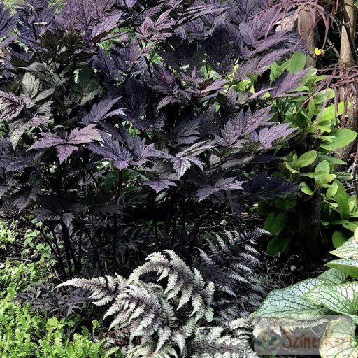 Actaea simplex 'Brunette' - füzéres poloskavész