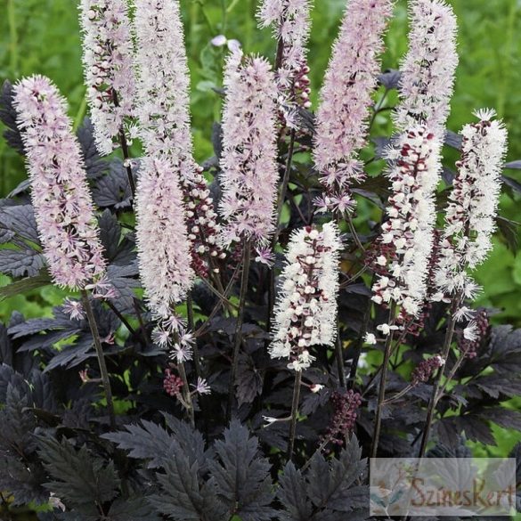 Actaea simplex 'Chocolic' - füzéres poloskavész