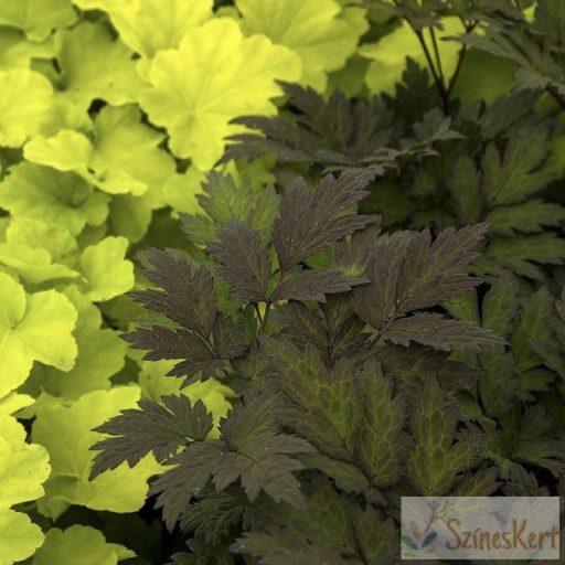 Actaea simplex 'Chocolic' - füzéres poloskavész