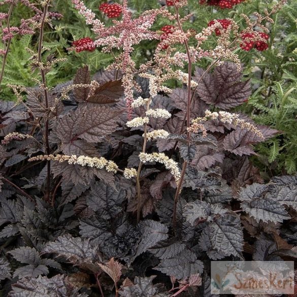 Astilbe 'Chocolate Shogun' - kerti tollbuga