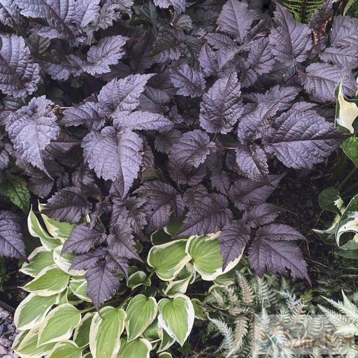 Astilbe 'Chocolate Shogun' - kerti tollbuga