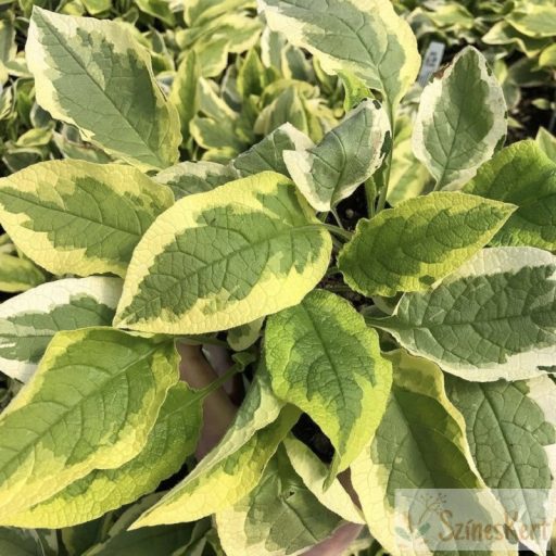 Symphytum grandiflorum 'Goldsmith' - nagyvirágú nadálytő