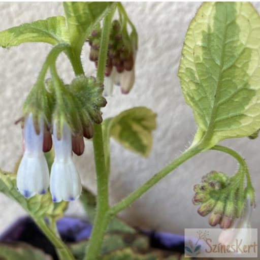 Symphytum grandiflorum 'Goldsmith' - nagyvirágú nadálytő