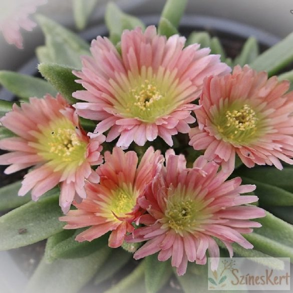 Delosperma sutherlandii 'Peach Star' - délvirág, kristályvirág