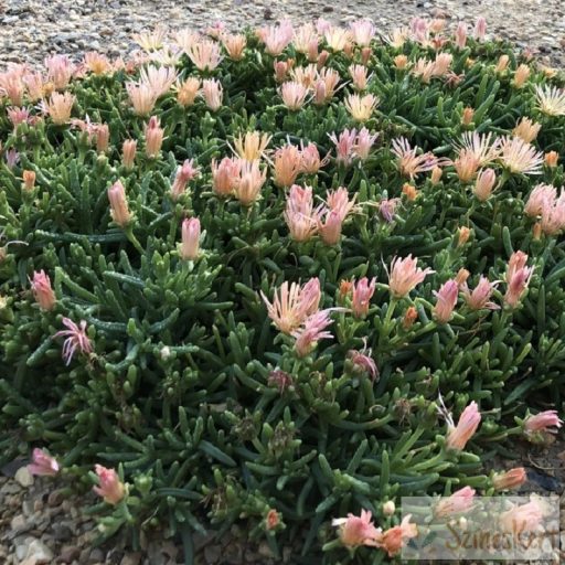 Delosperma sutherlandii 'Peach Star' - délvirág, kristályvirág