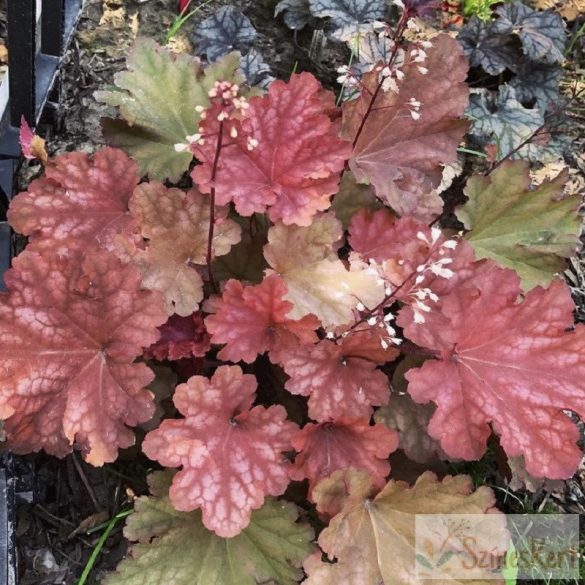 Heuchera 'Peachberry Ice' - tűzeső