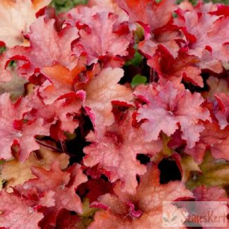 Heuchera 'Northern Exposure Amber' - tűzeső