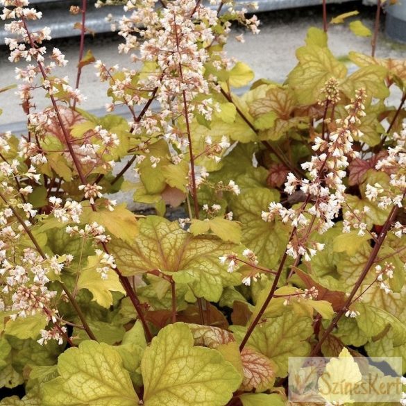 Heuchera 'Champagne' - tűzeső