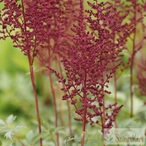 Astilbe japonica 'Red Sentinel' -  japán tollbuga