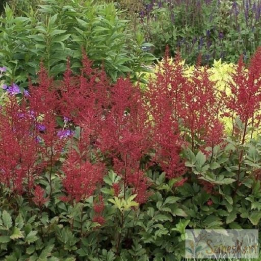 Astilbe japonica 'Red Sentinel' -  japán tollbuga