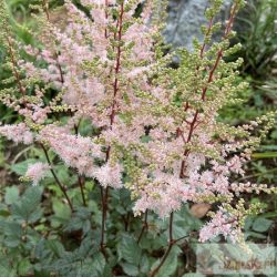 Astilbe chinensis 'Spotlight' - kínai tollbuga