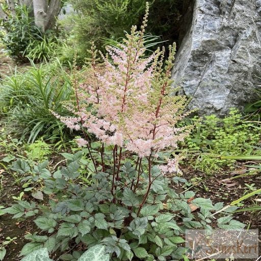 Astilbe chinensis 'Spotlight' - kínai tollbuga