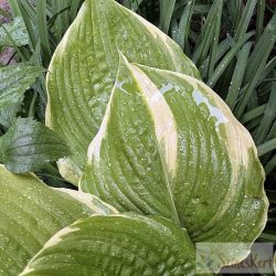 Hosta 'Winter Snow' - árnyékliliom