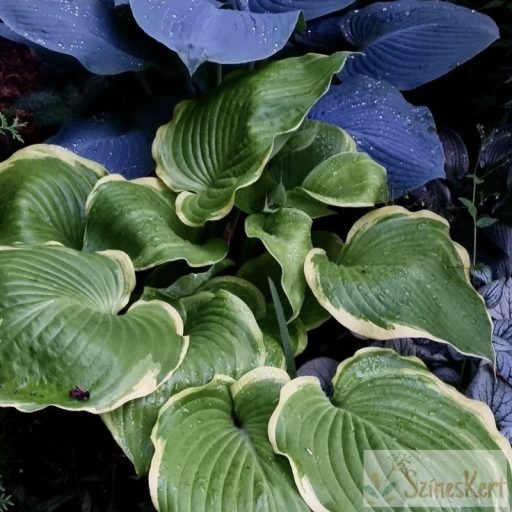 Hosta 'Winter Snow' - árnyékliliom
