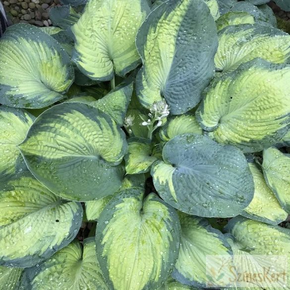 Hosta 'George Smith' - nagylevelű árnyékliliom