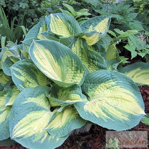 Hosta ‘Dream Queen’ - árnyékliliom