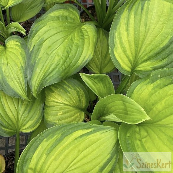 Hosta plantaginea ‘Guacamole’ - árnyékliliom