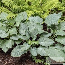 Hosta 'Diamond Lake'- árnyékliliom