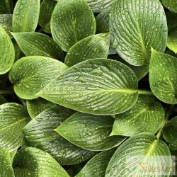 Hosta 'Devon Green' - árnyékliliom