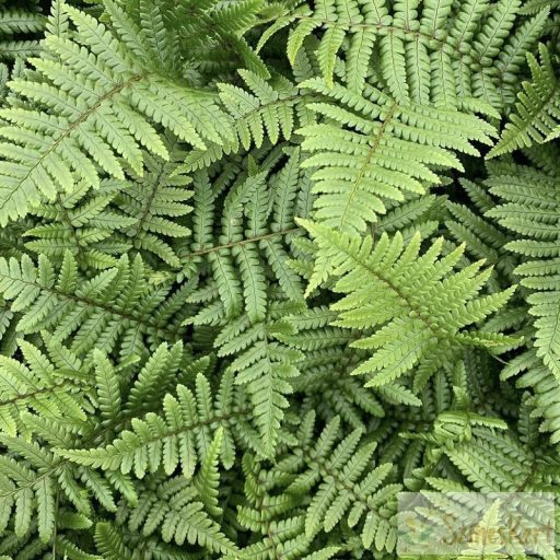 Dryopteris affinis - pelyvás pajzsika