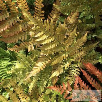 Dryopteris erythrosora - japán ernyőpáfrány