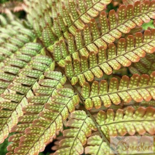 Dryopteris erythrosora - japán ernyőpáfrány