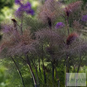 Foeniculum vulgare 'Rubrum' - édeskömény