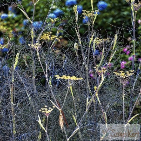 Foeniculum vulgare 'Rubrum' - édeskömény