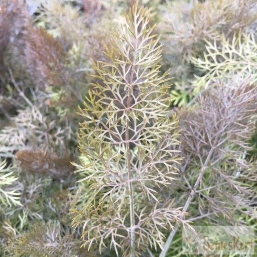 Foeniculum vulgare 'Rubrum' - édeskömény