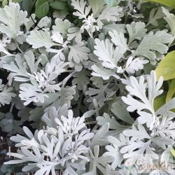   Artemisia stelleriana 'Silver Brocade' - lisztes üröm