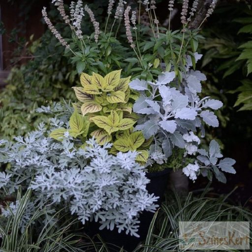 Artemisia stelleriana 'Silver Brocade' - lisztes üröm