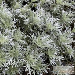   Artemisia schmidtiana 'Nana Attraction' - fényeslevelű üröm