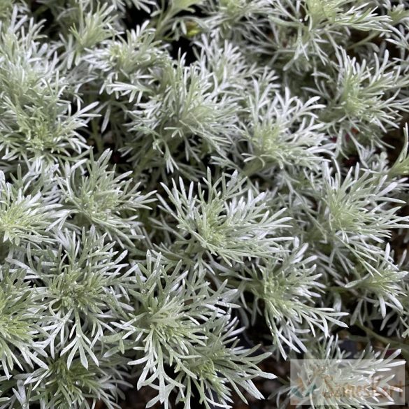 Artemisia schmidtiana 'Nana Attraction' - fényeslevelű üröm