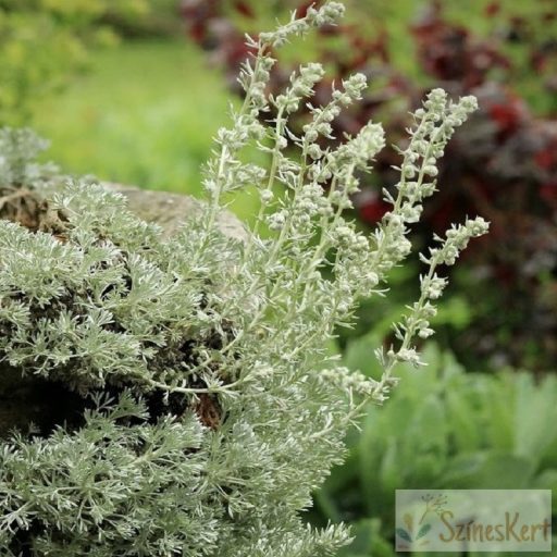 Artemisia schmidtiana 'Nana Attraction' - fényeslevelű üröm